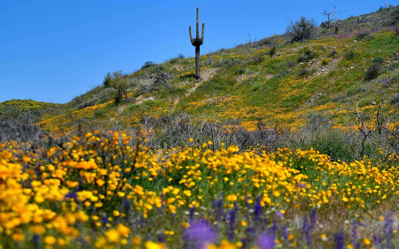 A spring superbloom in the Sonoran Desert of Arizona, bright yellow Mexican gold poppies & purple lupines along a hillside.