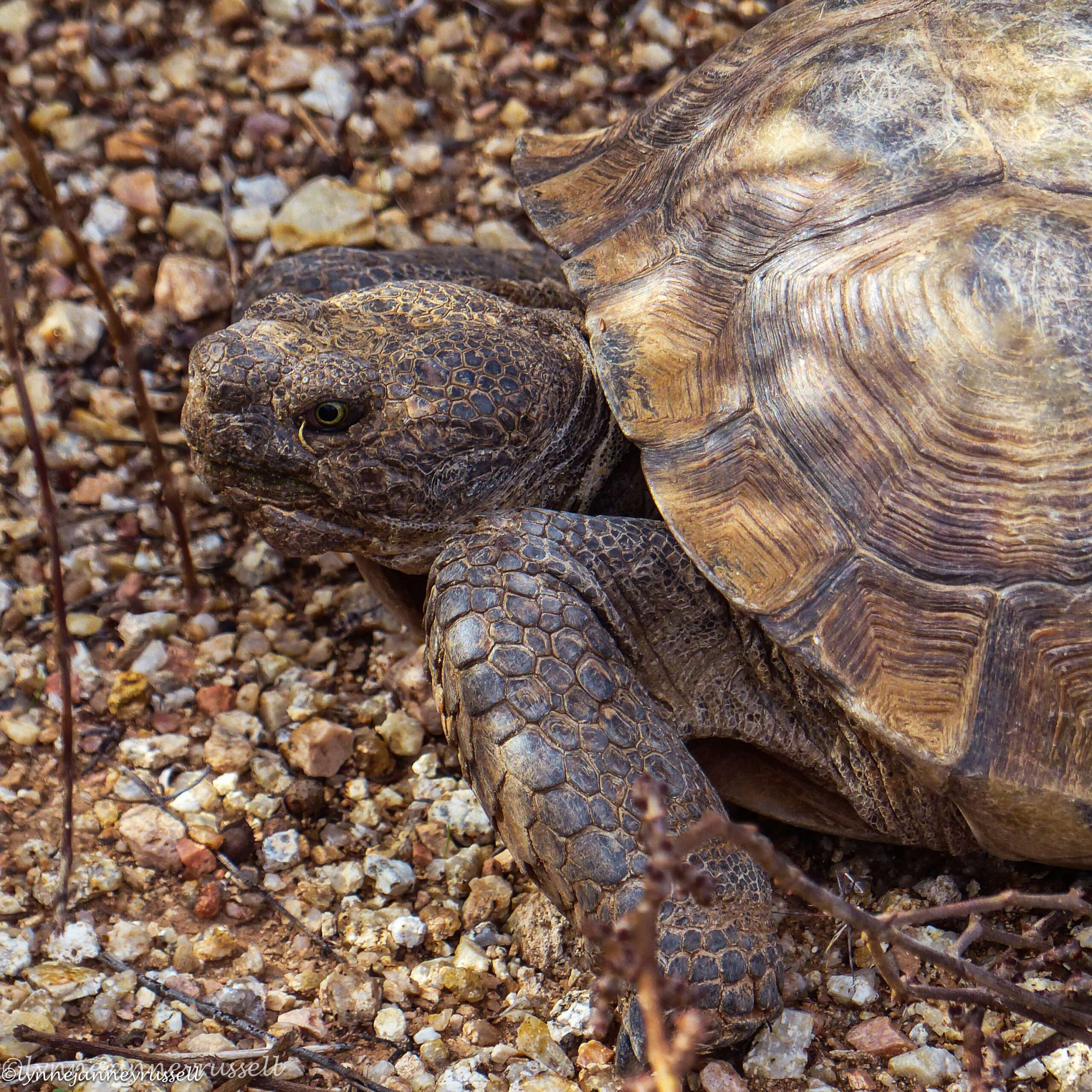Closeup photo of a mature desert tortoise, likely a Sonoran or Mojave desert tortoise based on its appearance.