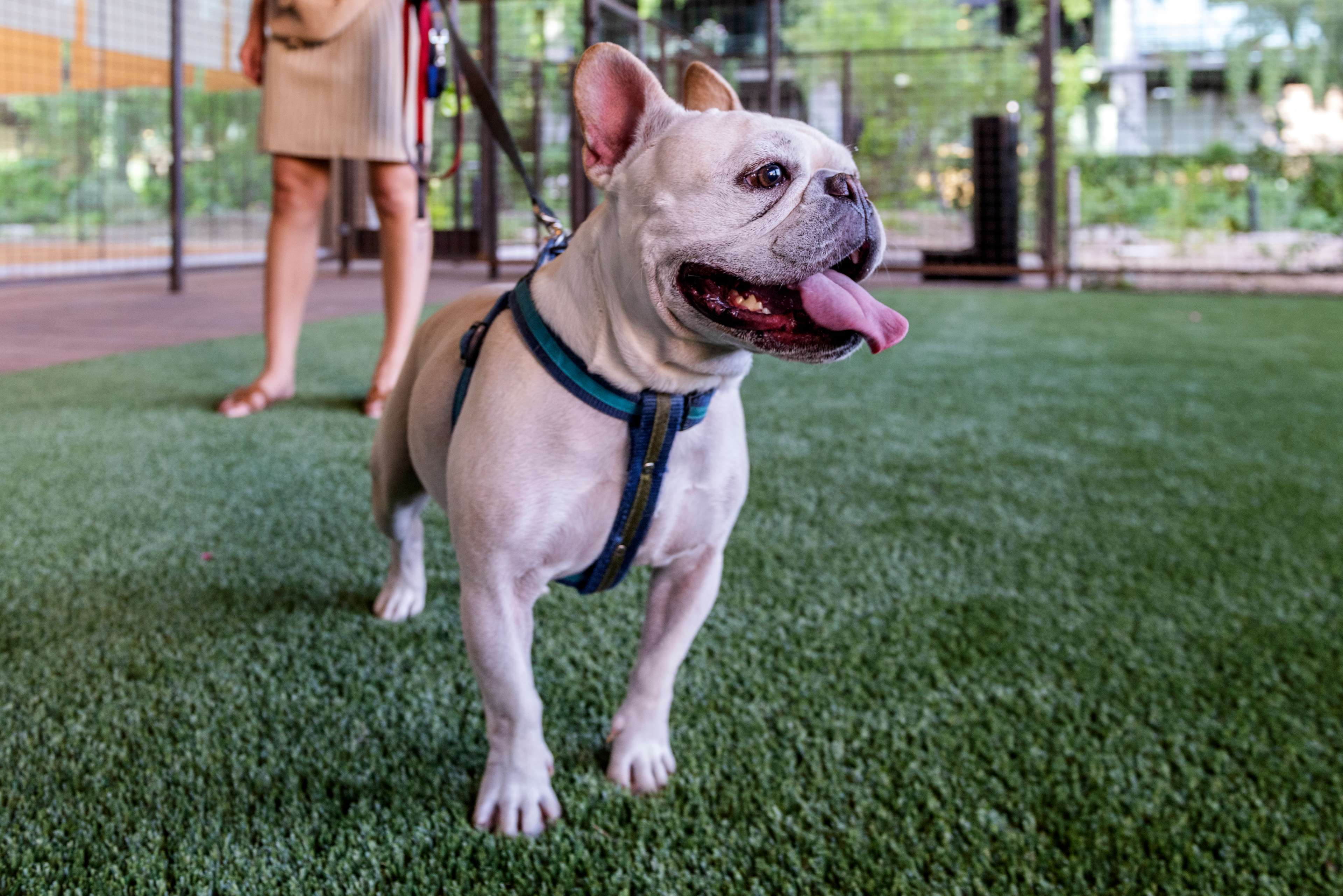 A white French Bulldog wearing a blue harness at the astroturf dog park within Optima McDowell Mountain luxury residences.
