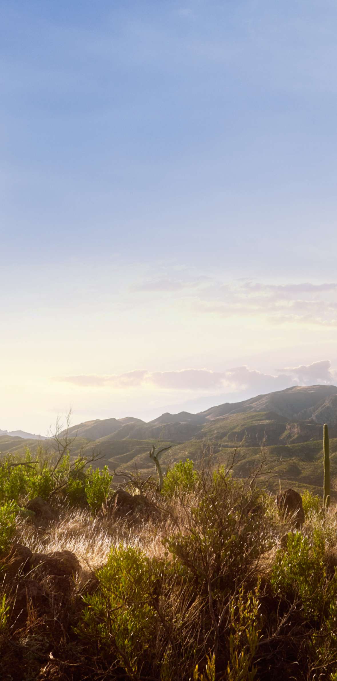 Photo of the McDowell Mountains with cacti and other indigenous vegetation to North Scottsdale, Arizona in the foreground.