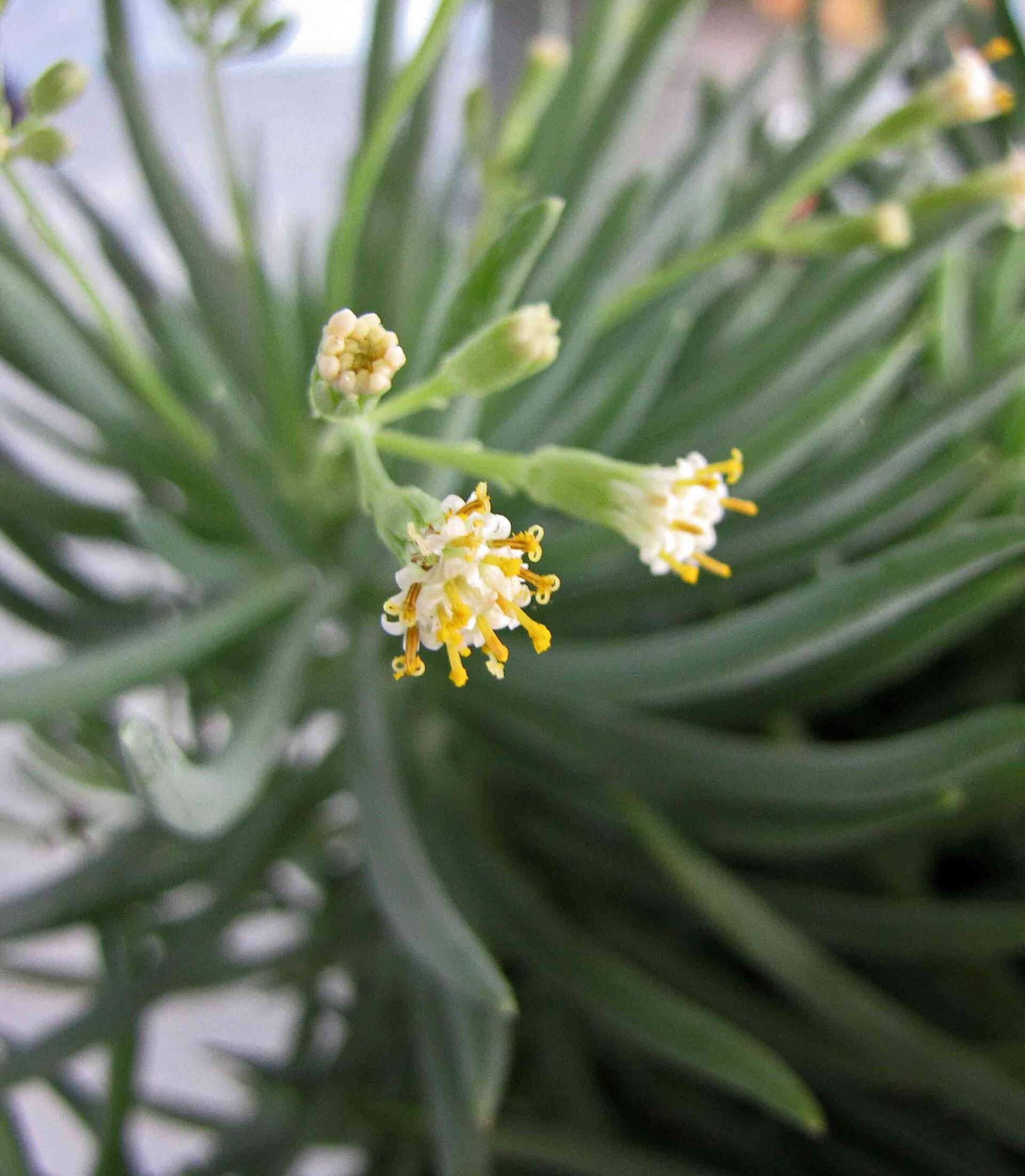 A Blue Chalk Sticks succulent plant, characterized by its cylindrical, finger-like blue-gray leaves and small, white flowers.